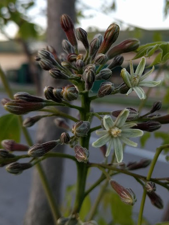 Kentucky coffeetree Flower