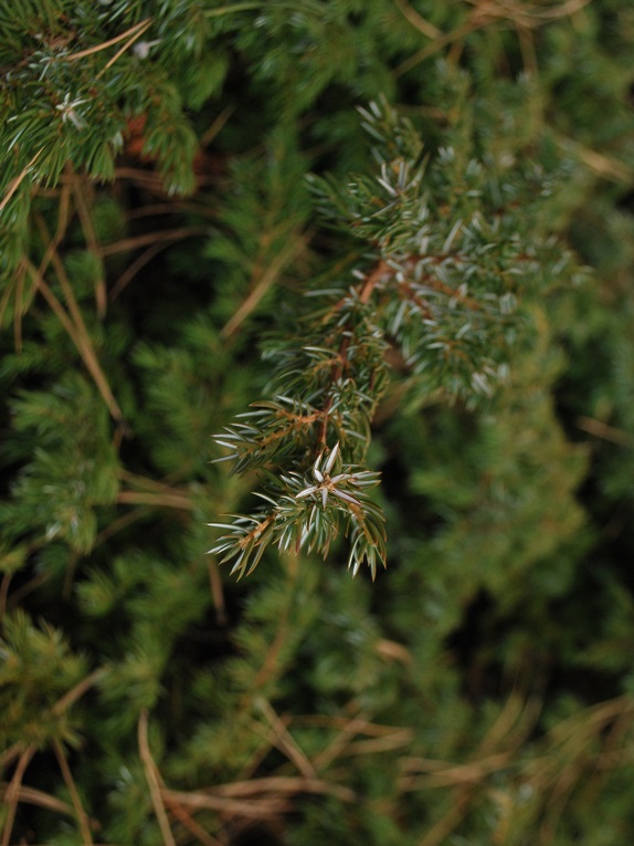 common juniper Foliage