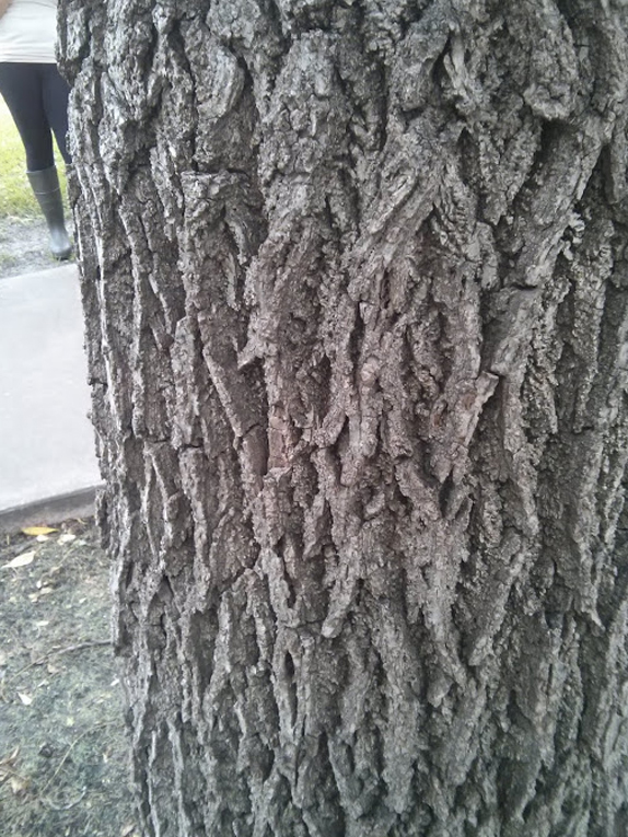 black walnut Bark