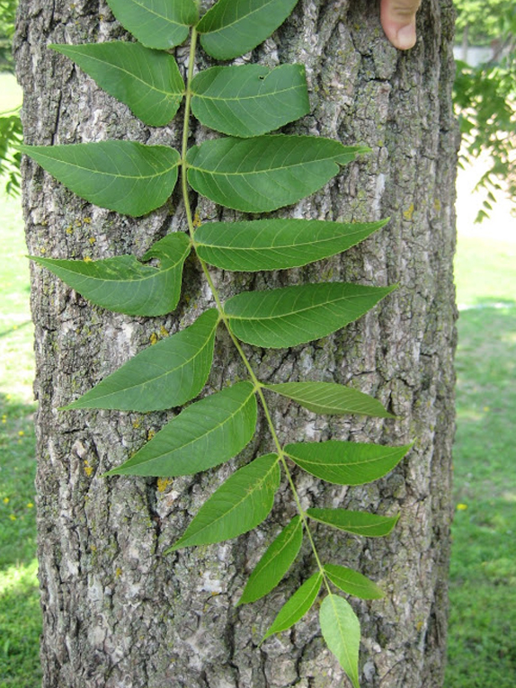 black walnut Foliage