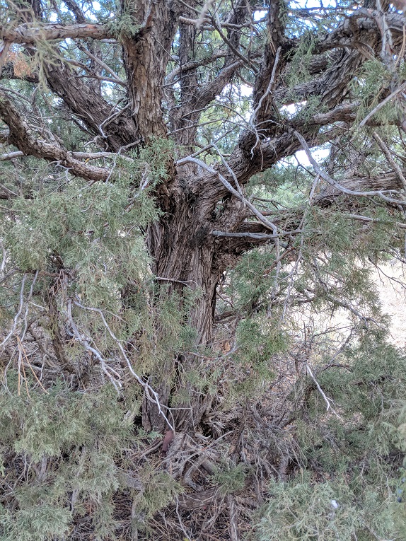 Rocky Mountain juniper Bark
