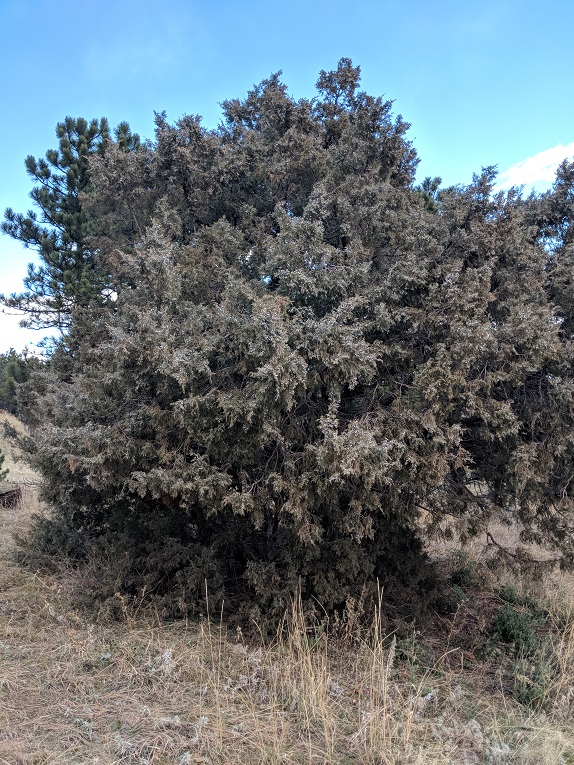Rocky Mountain juniper Form