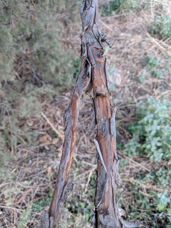 Rocky Mountain juniper Twig