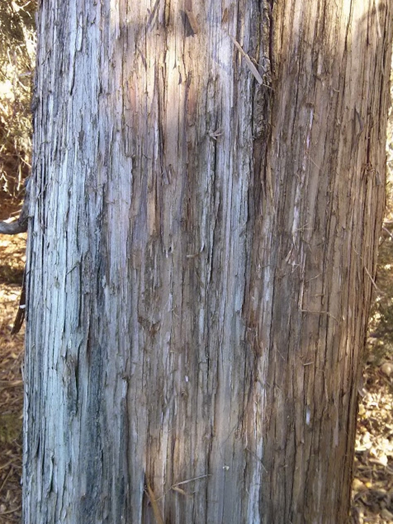 eastern redcedar Bark