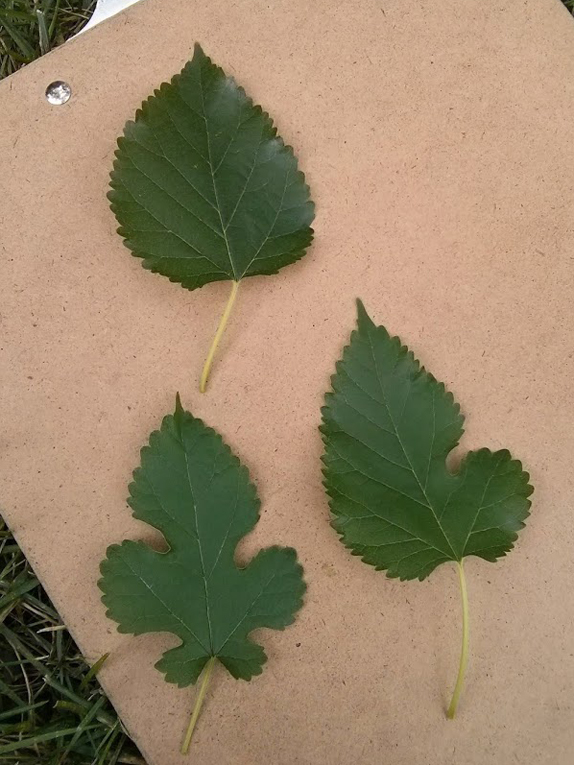 Basic Tree Tree Identification Regional And Community Forestry School Of Natural Resources 