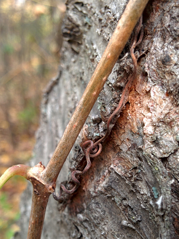 woodbine Twig
