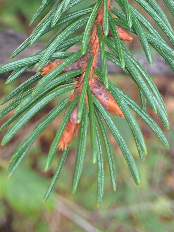 Norway spruce Bud
