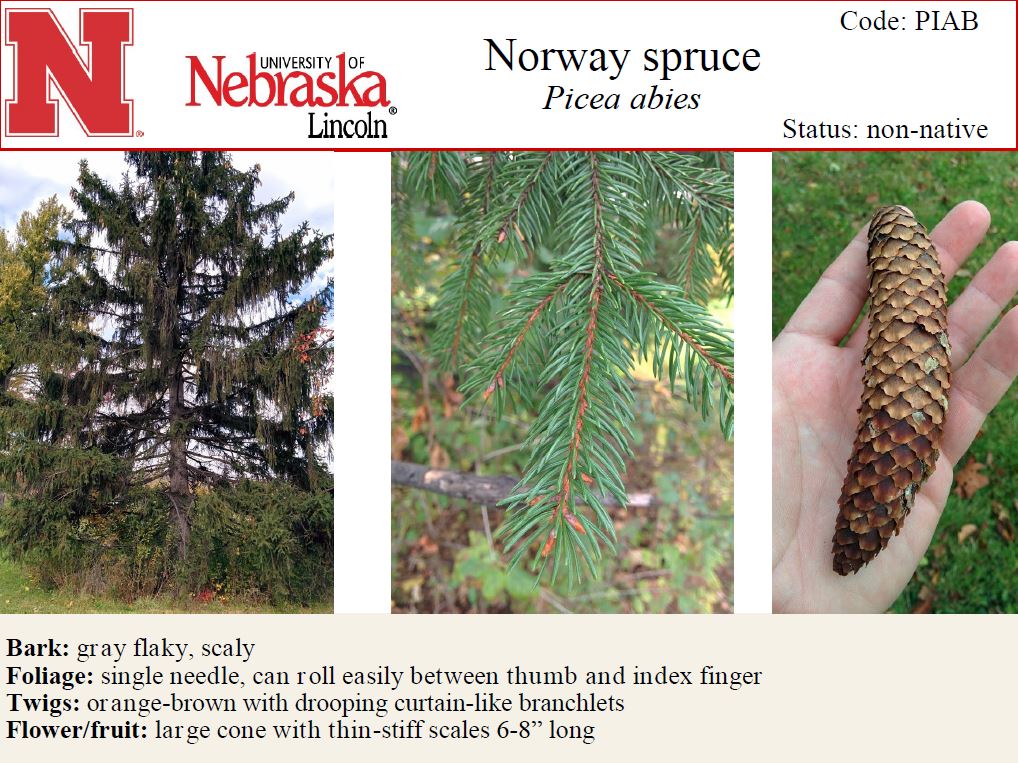 Basic Tree Tree Identification Regional And Community Forestry School Of Natural Resources Unviersity Of Nebraska Lincoln