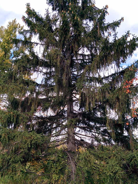 Norway spruce Form