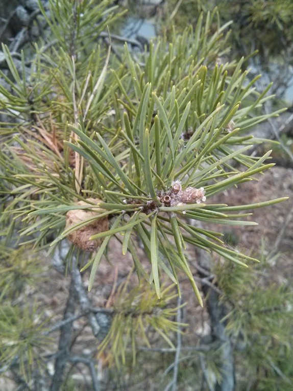 jack pine Twig
