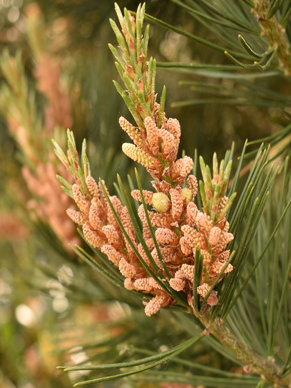 lacebark pine Flower