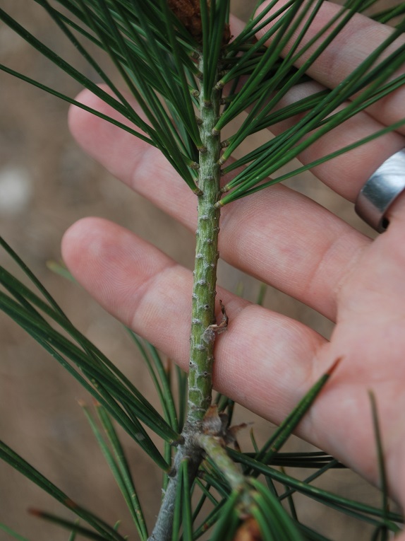 lacebark pine Twig