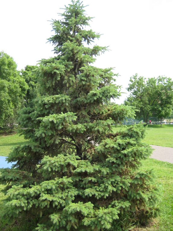 white spruce Form