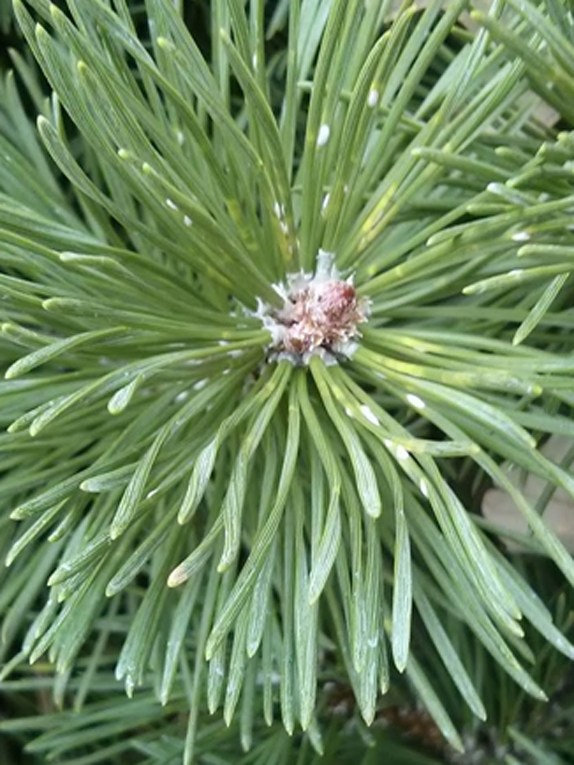 mugo pine Bud