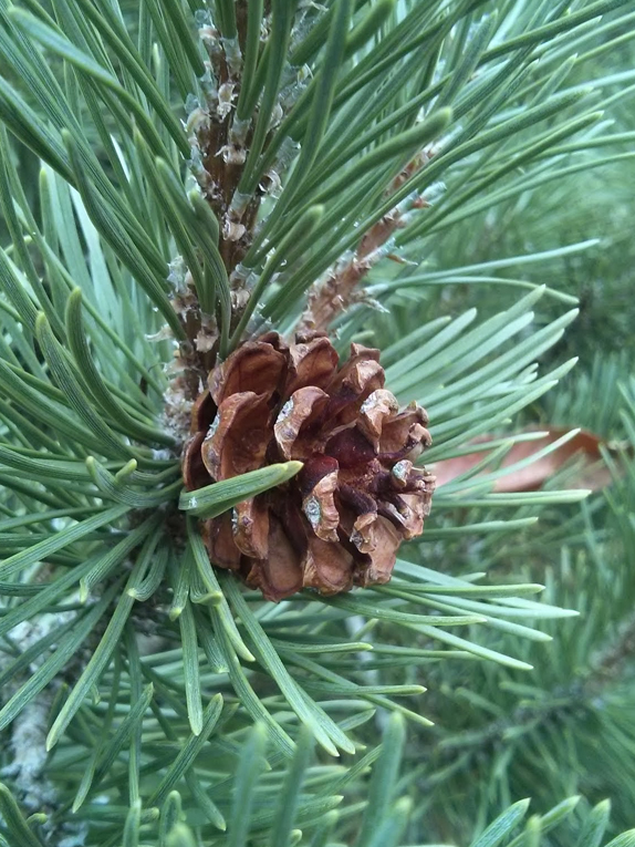 mugo pine Cone
