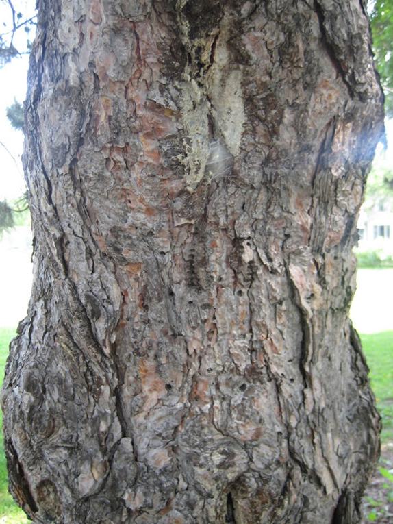 Austrian pine Bark