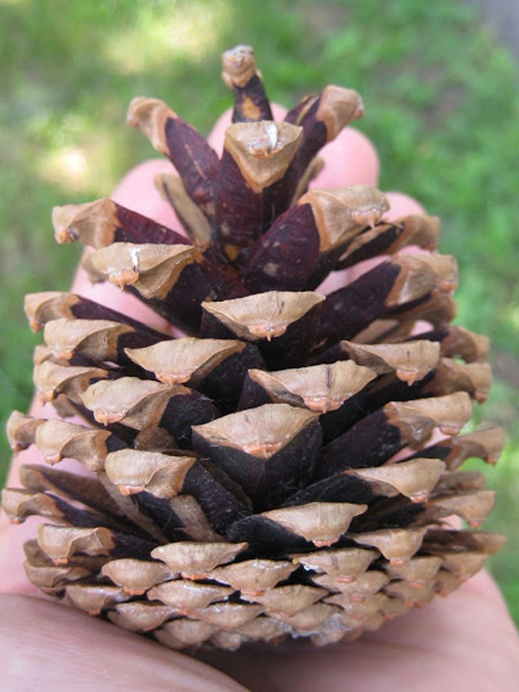 Austrian pine Fruit