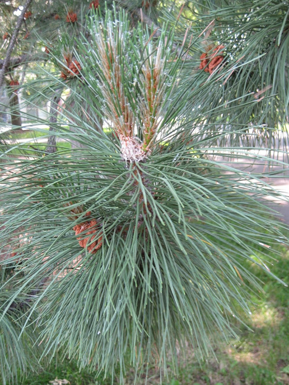 Austrian pine Twig