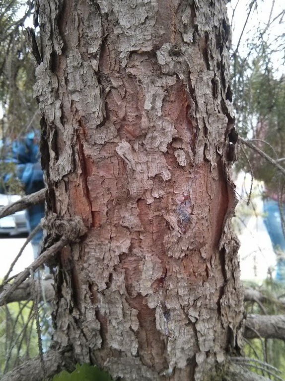 Serbian spruce Bark
