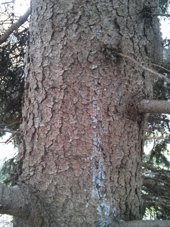 blue spruce, Colorado spruce Bark