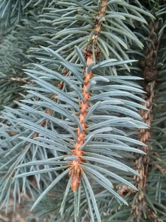 blue spruce, Colorado spruce Foliage