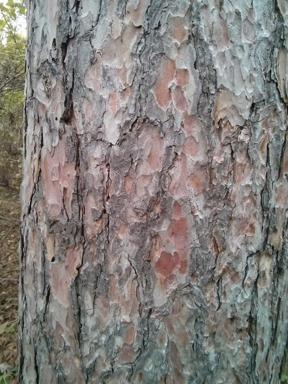 red pine Bark