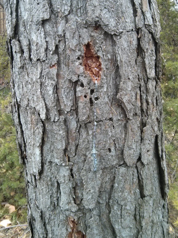 pitch pine Bark