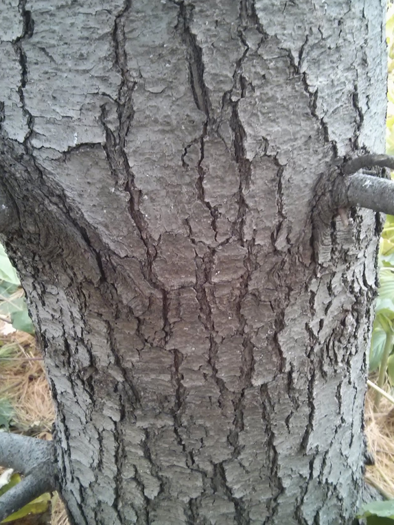 eastern white pine Bark