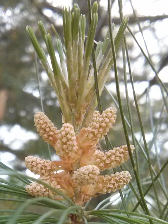 eastern white pine Foliage