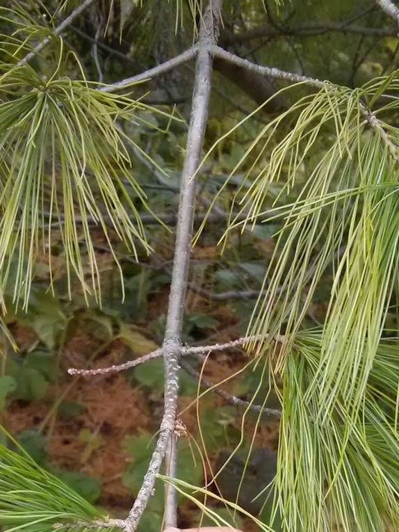 eastern white pine Twig