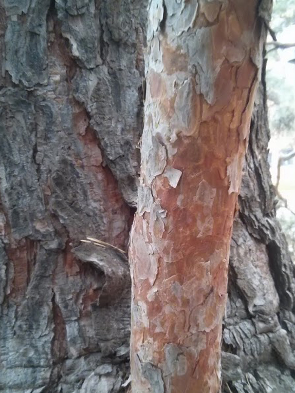 Scots pine Bark