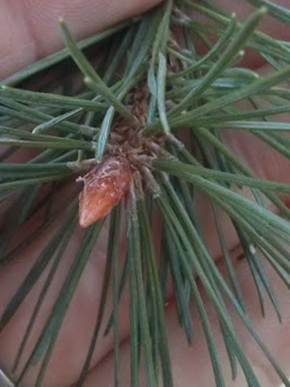 Scots pine Bud