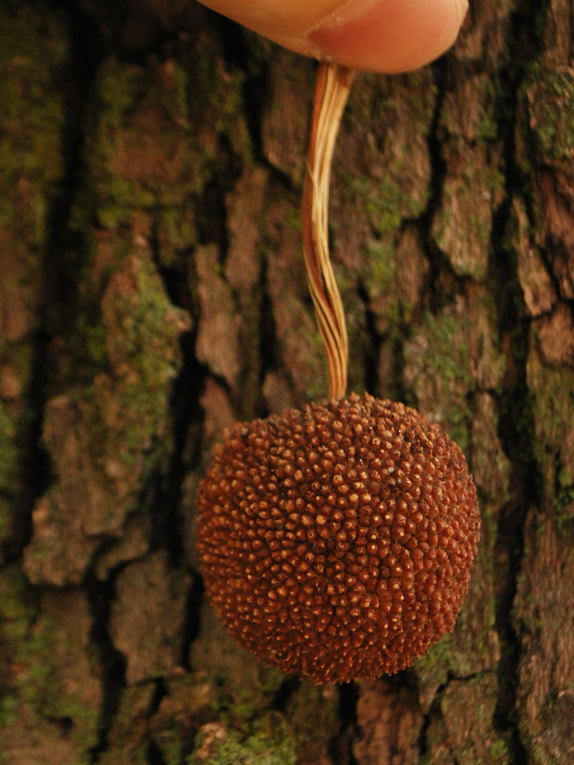 American sycamore Fruit