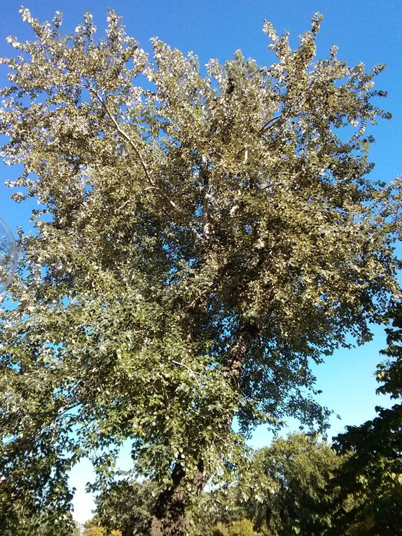 European white poplar, white poplar Form