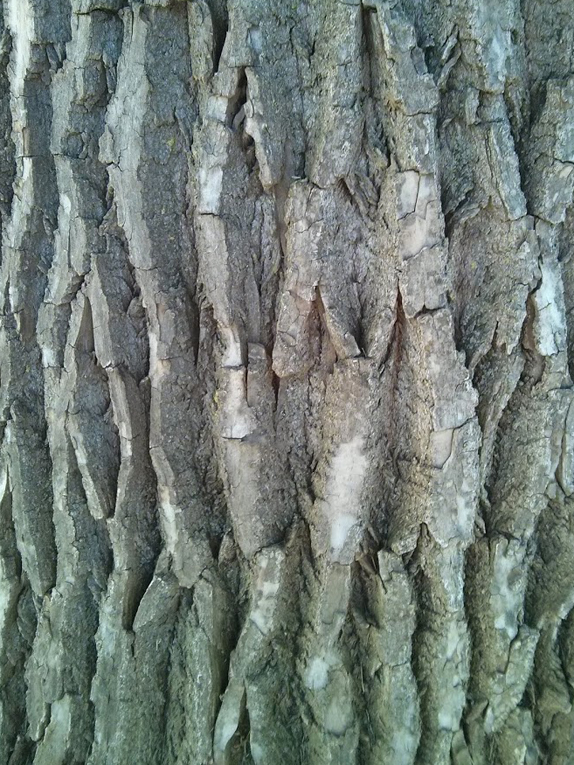eastern cottonwood Bark