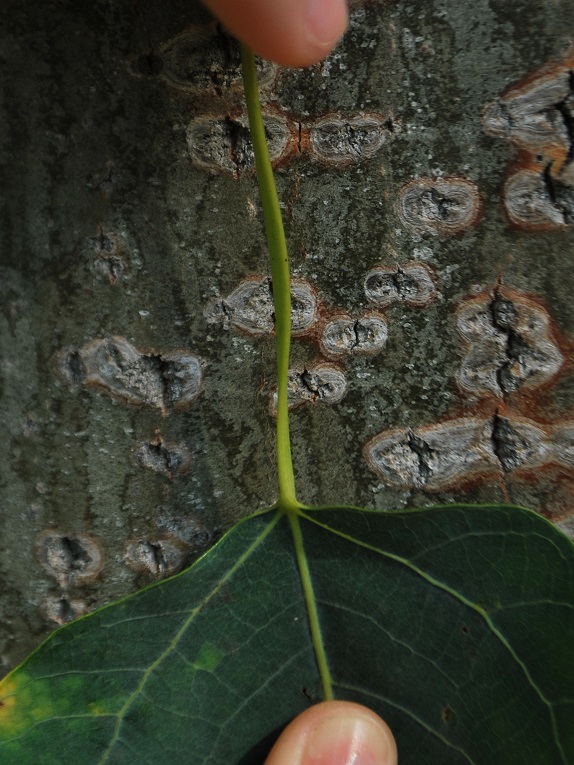 Basic Tree | Tree Identification | Regional and Community Forestry