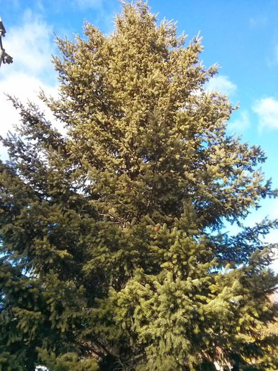 Douglas-fir Form