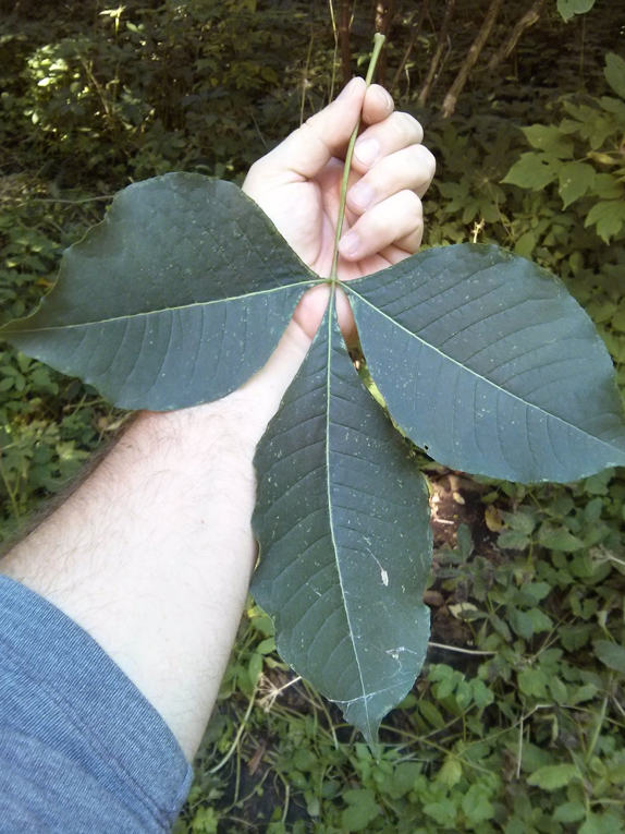 wafer-ash Foliage