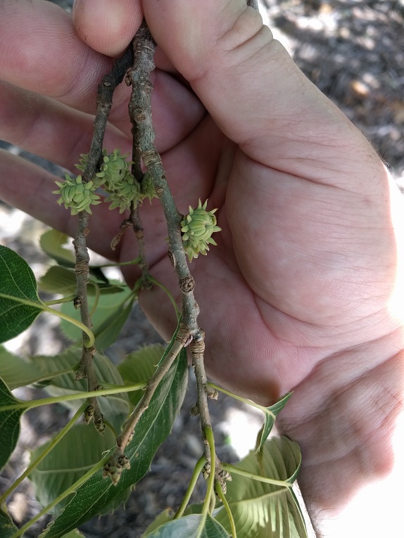 sawtooth oak Twig