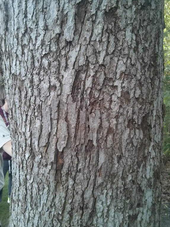 white oak Bark