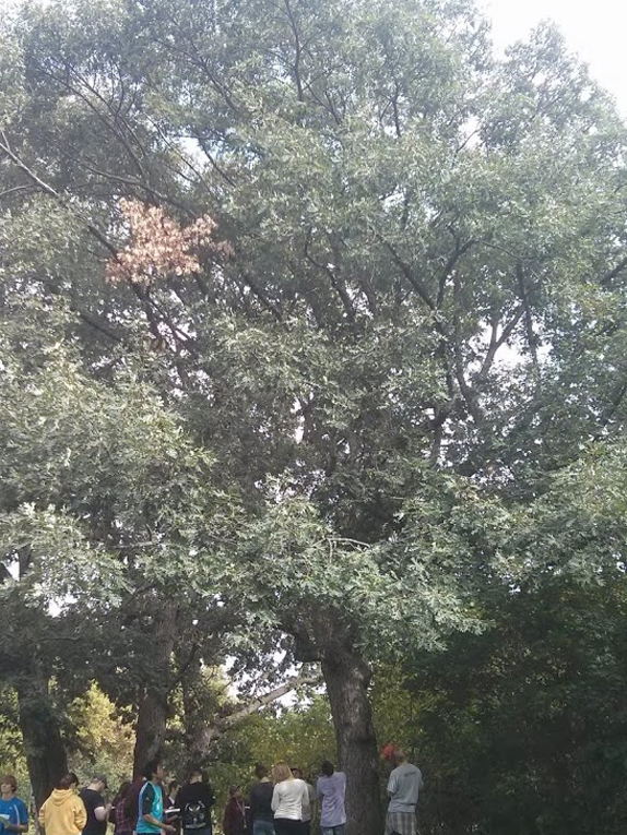white oak Form