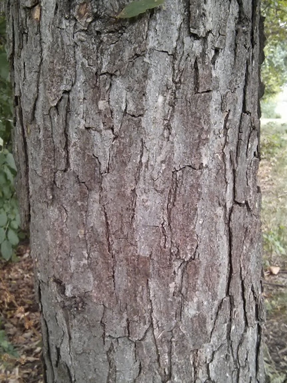 bicolor oak, swamp white oak Bark