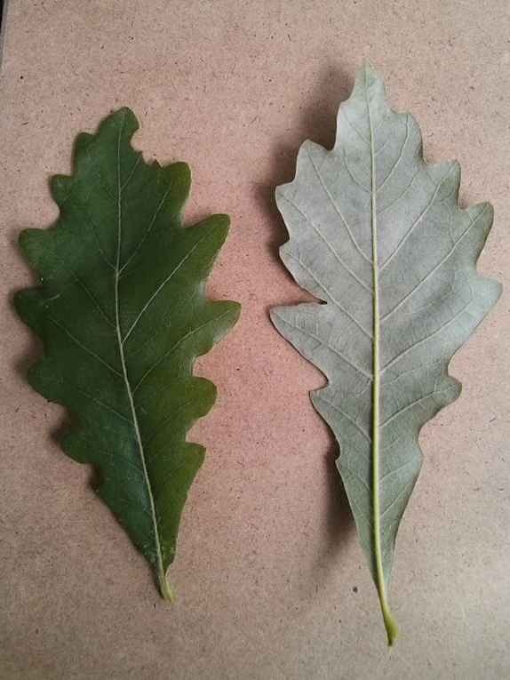 bicolor oak, swamp white oak Foliage