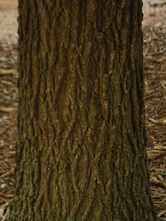 shingle oak Bark