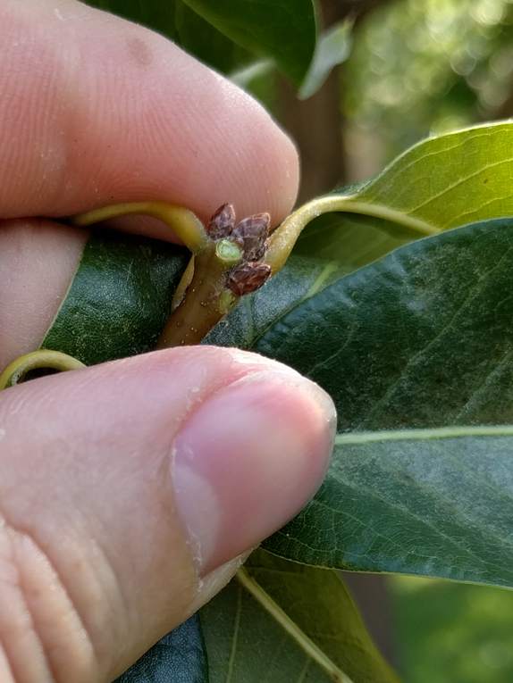 shingle oak Bud