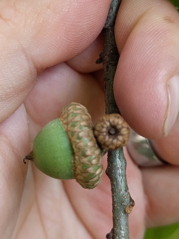 shingle oak Fruit