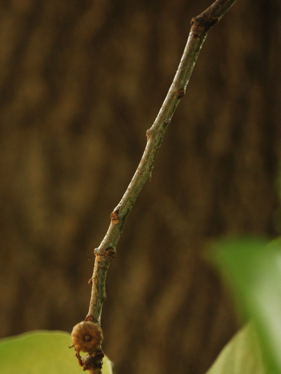 shingle oak Twig