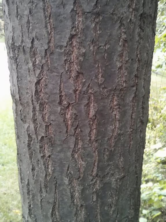 pin oak Bark