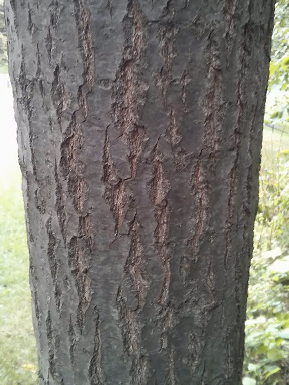 Basic Tree, Tree Identification