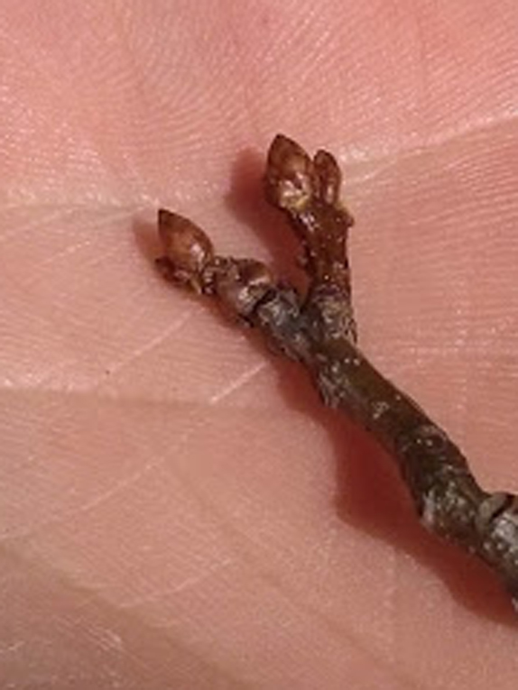 pin oak Bud